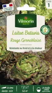 Laitue Rouge Grenobloise